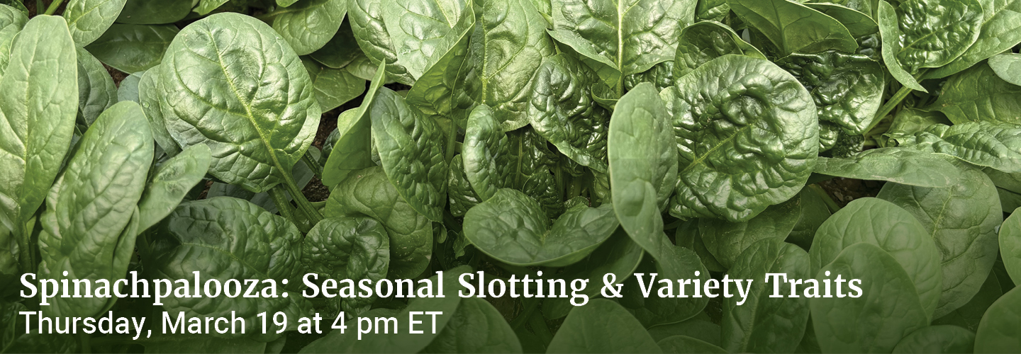 Spinach—Seasonal Slotting & Variety Traits